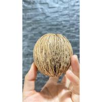 ราคา New!! ลูกตีนเป็ดแห้ง (สีธรรมชาติ Size M) ใช้ตกแต่งร้าน ต้นคริสต์มาส พร๊อพถ่ายรูป แต่งโต๊ะอาหาร DIY (19883948572)