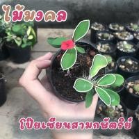 ราคา โป๊ยเซียนแคระ โป๊ยเซียนสามกษัตริย์ ไม้มงคง ไม้ฟอกอากาศ (11623608909)