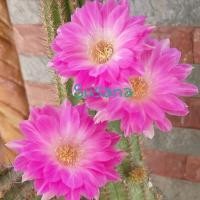 ราคา ไม้กราฟโลบีเวีย SUSANA กระบองเพชร cactus (12308314809)