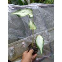 ราคา บอนสีพันธุ์​กวนอิมcaladium (9725386281)