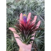 ราคา Ionantha ไอโอนันทา หัวใหญ่ (3172483674)
