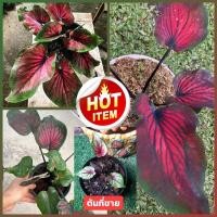 ราคา ด้ต้นในรูป (ต้นลูก) องคุลีมาลบอนสี ตับพุทธประวัติ องคุลีมาล องคุลีมาร องคุ (10782505931)