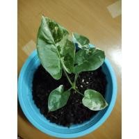 ราคา ต้นบอนกระดาดด่าง ต้นบอนกระดาษด่าง ลายสวย (13813871130)