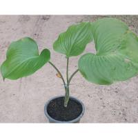 ราคา ว่านนางคุ้ม_ไม้ประดับและไม้มงคลคุ้มครองคุ้มภัย (13120833239)