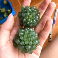 ราคา พร้อมส่ง ฮาโวเทียหยดน้ำ Haworthia cooperi (9975791494)
