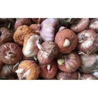 ราคา หัวแกลดิโอลัส (Gladiolus) หรือดอกซ่อนกลิ่นฝรั่ง (3351147785)