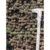 ราคา ยิมโนเชื้อด่าง (17062019011)