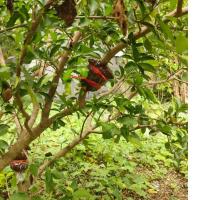 ราคา กิ่งตอนต้นเชอรี่หวาน(ไทย) 1 กิ่ง (16296075964)