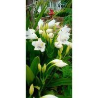 ราคา ว่านมหาบัวไม้มงคลดอกหอม (7261970079)