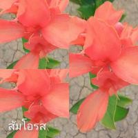 ราคา พุทธรักษา สีแดงอมส้ม 1หน่อ (ตัดใบล้างรากหรือต้นอ่อน) เฮลิโคเนีย ไม้มงคล หน่อ เหง้า หัว ต้น พุทธรักษาสีส้ม (22139490127)
