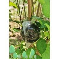 ราคา ตอนกิ่ง ตุ้มตอนกิ่ง ตุ้มตอนพลาสติกใส ขยายพันธุ์พืช ตอนกิ่ง ตอนต้นไม้ ใช้ซ้ำได้ (16373257938)