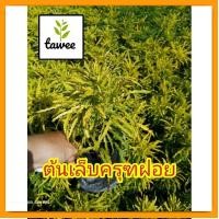 ราคา ต้นเล็บครุฑ​ใบฝอย​ หรือ​เล็บครุฑ​ฝอย​ ต้น​เล็บครุฑ​แคระ​ ถุง​ช​ำ​2​นิ้ว​ (19074879806)
