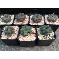 ราคา ฮาโวเทียหยดน้ำ ไม้อวบน้ำ (9323534776)