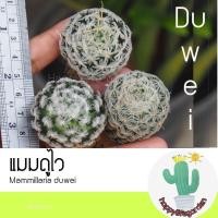 ราคา （โรงงานขายส่ง）แมมดูไว Mammillaria duwei 2.5-3cm ไม้เมล็ด ส่งเปลือยราก แคคตัส กระบองเพชร/งอก ปลูก/งอก เมล็ด/ มะระ (14097056848)