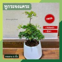 ราคา (มีของแถม!!) หูกระจงแคระ พร้อมกระถางต้นไม้ 5 นิ้ว ต้นหูกระจง ต้นแผ่บารมี ต้นไม้มงคล นำโชคเสริมบุญบารให้แก่ชีวิต มีผลให้ม (17399261089)