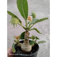 ราคา กระบองเพชร แคคตัส มะพร้าวทะเลทราย (9455570565)