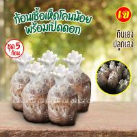 ราคา พร้อมส่ง เห็ดโคนน้อย ชุดทดลอง 5 ก้อน 105 บาท เพาะในโอ่ง ในกล่อง ในกะละมังได้ เห็ด เชื้อเห็ด เห็ดโคน ปลูกง่าย (10154536620)