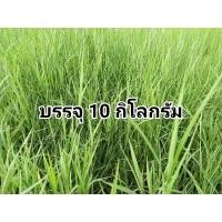 ราคา พันธุ์หญ้า แพงโกล่า สำหรับนำไปปลูก บรรจุ 10 กิโลกรัม(+แถมฟรี 1kg.) (19478834099)