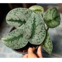 ราคา พลูหัวใจแนบ ในกระถางพลาสติก 5” (5622822034)