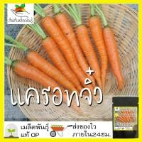 ราคา เมล็ดพันธุ์ แครอทจิ๋ว แครอทเบบี้ 2000เมล็ด LittleFingers CarrotSeed เมล็ดพันธุ์แท้ นำเข้าจากต่างประเทศ ปลูกผักสวนครัว ดี (3944672543)