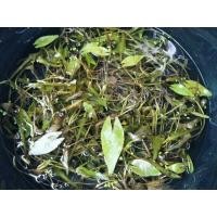 ราคา ต้นอ่อนบัวกระด้ง-บัววิคตอเรีย (3155833035)