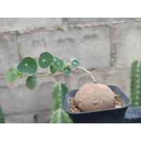 ราคา โขดบัวบก โขดอ้วนกลม (2975488137)