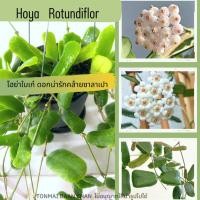 ราคา Hoya Rotundiflor โฮย่าซาลาเปา กลีบดอกสีขาว ใบสวยดอกสวย ต้นไม้แขวนประดับ ต้นไม้แต่งบ้าน (20883415607)