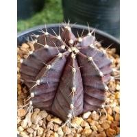 ราคา ยิมโนผิวม่วง สวย ขนาดใหญ่ 6 ซม. (11008971667)