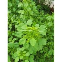 ราคา ตำแย แมวพร้อมราก พร้อมส่ง (23074743859)