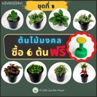 ราคา ☄☄☾((ชุดที่ 1)) ต้นไม้มงคล ต้นไม้ฟอกอากาศ ต้นไม้จิ๋วน่ารัก ปลูกบนโต๊ะทำงานก็ได้หรือปลูกที่บ้านก็ดี (12003294871)