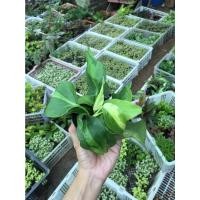 ราคา พลูบราซิล ต้นพลูเรือนแก้ว Philodendron brazil กระถาง 3-4 นิ้ว 59 บาท ส่งคละสีนะคะ มีสีเขียว สีด่าง สีทอง ส่งตามที่ส (4470226106)