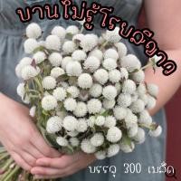 ราคา บานไม่รู้โรยสีขาว ดอกดก โตไว (23173386898)