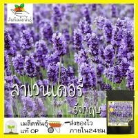 ราคา เมล็ดพันธุ์ ลาเวนเดอร์ อังกฤษ 200 เมล็ด English Lavender Seed เมล็ดพันธุ์แท้ นำเข้าจากต่างประเทศ ปลูกผัก สวนครัว ถูกดี (7754366927)