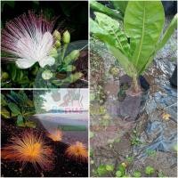 ราคา จิกทะเลขนาด40ซม.(1ชุด2ต้น) (8202328659)