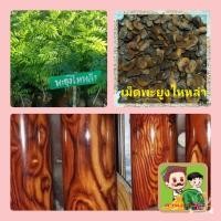 ราคา เมล็ดพันธุ์ต้นพะยูงไหหลำ เม็ดพะยูงไหหลำ เม็ดพันธุ์ต้นไม้เศรษฐกิจ ชุดล่ะ 50 เมล็ด (22206415993)