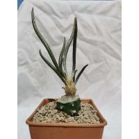 ราคา คาปุด​ เมดูซ่า​ เลือกต้นได้ Cactus​ caput​ medusae​ แคคตัส กระบองเพชร​ ไม้อวบน้ำ​ (16738281007)
