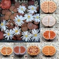 ราคา ไลทอป ไลทอปคาราส Lithops Karasmontana (6062916607)