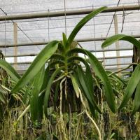 ราคา กล้วยไม้ไทย เขาแกะบลู (3336422645)