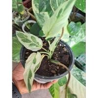 ราคา เสน่ห์จันทร์ประกายดาวใบกลาย (22440312152)