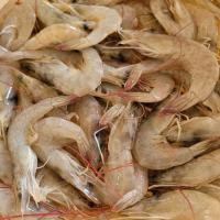 ราคา กุ้งขาวสดเกษตร (สินค้าสด พร้อมส่ง) (19479491094)