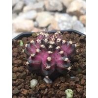 ราคา ไม้เมล็ด******ลูก****T-rex*****T-rex-hybrid (9485925711)