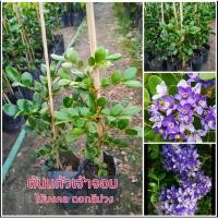 ราคา ต้นแก้วเจ้าจอม ไม้มงคล ดอกพุ่มสวยสีม่วง (19057434110)