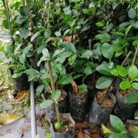 ราคา กิ่งพันธุ์​มะนาวแป้น (7042082754)