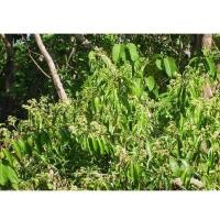 ราคา ต้นยมหอม ไม้โตเร็วลายเหมือนไม้สักเป็นสมุนไพร มีฤทธิ์สมานแผลไม้มีค่าทางเศรษฐกิจ เนื้อไม้แปรรูปใช้ก่อสร้าง ทำฝ้า เพดาน (18721735510)