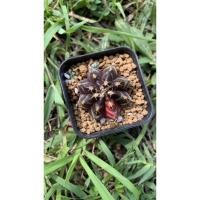 ราคา ยิมโนด่างยิมโนด่างงง (6686488402)