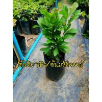 ราคา ต้นมิราเคิล/ต้นมหัศจรรย์ (4561119634)