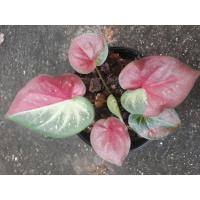 ราคา บอนสี ชายชล ป้ายสวยทุกใบ ทักแชทมาดูรูปปัจจุบันก่อนนะคะ (13046910142)