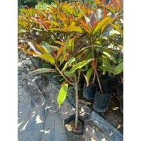 ราคา ต้นตีนเป็ดแดง (แบบกิ่งชำ) (4462676719)