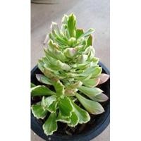 ราคา ต้นพญานาคราชด่างเสริมโชคลาภชีวิตรุ่งเรืองกระถาง 6 นิ้ว (9414616157)