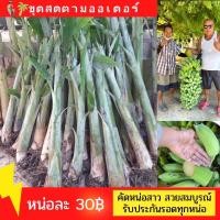 ราคา หน่อกล้วยน้ำว้าพันธุ์มะลิอ่องแท้ขุดสด ตามออเดอร์ เจ้าของไร่ขายเอง เพชรบุรี (10802565584)